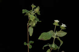 Image of Lantana hirta Graham