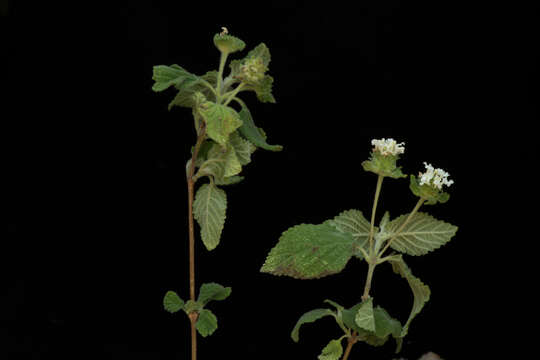 Sivun Lantana hirta Graham kuva