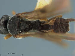 Image of Microplitis manilae Ashmead 1904