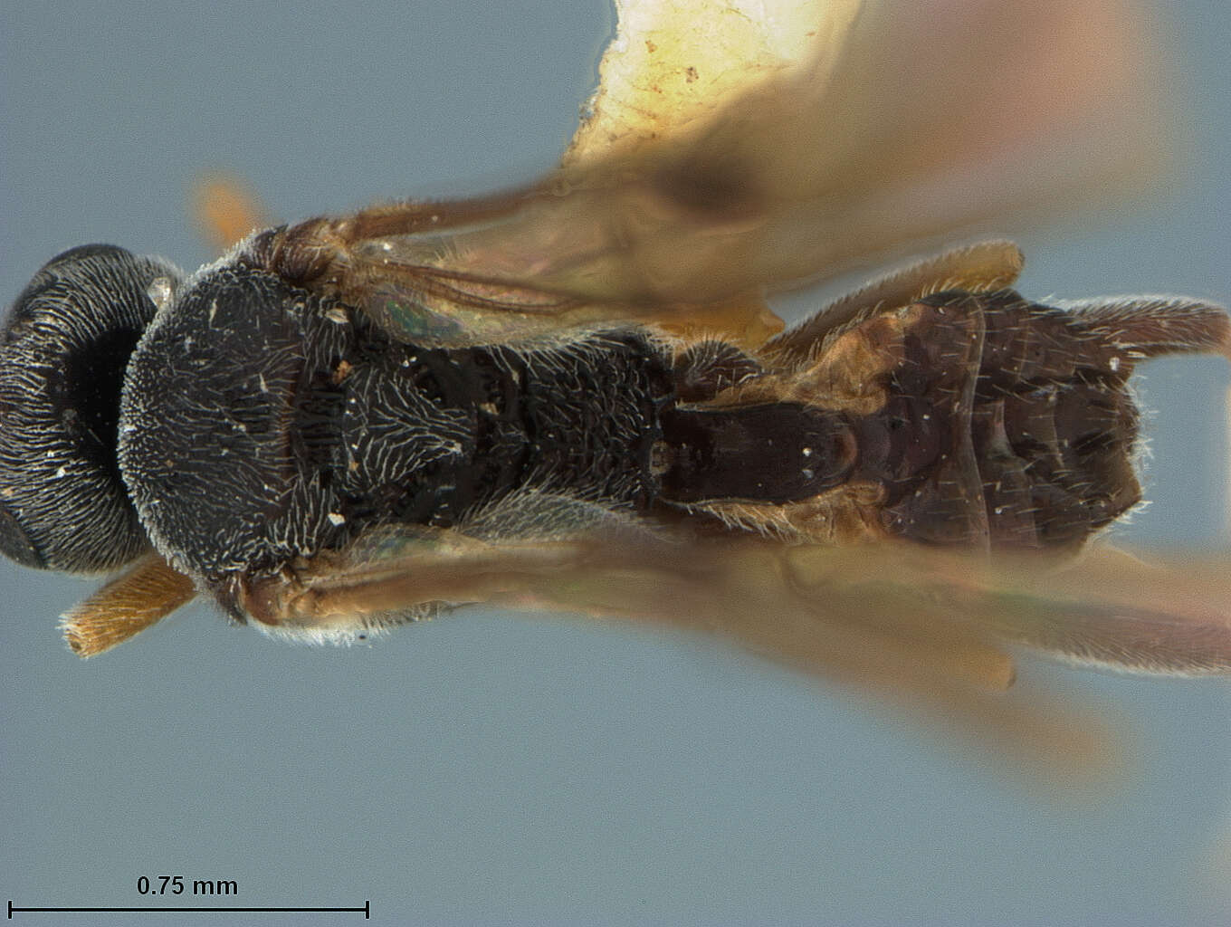 Image of Microplitis manilae Ashmead 1904