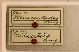 Image of Stenocoptoides ciliatus Breuning 1942