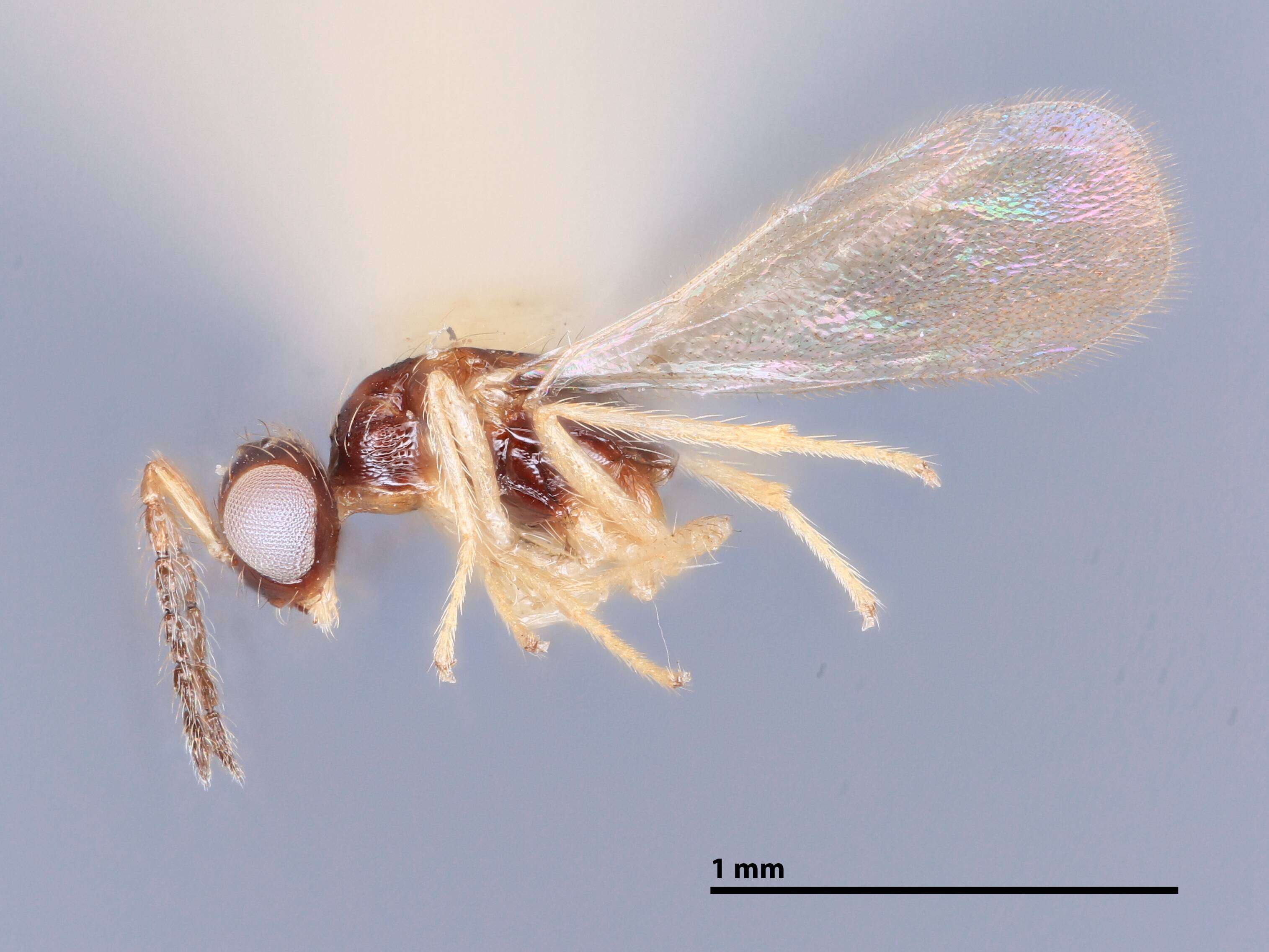 Elachertus ponapensis Yoshimoto & Ishii 1965 resmi