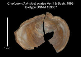 Image de Mendicula ovata (Verrill & Bush 1898)