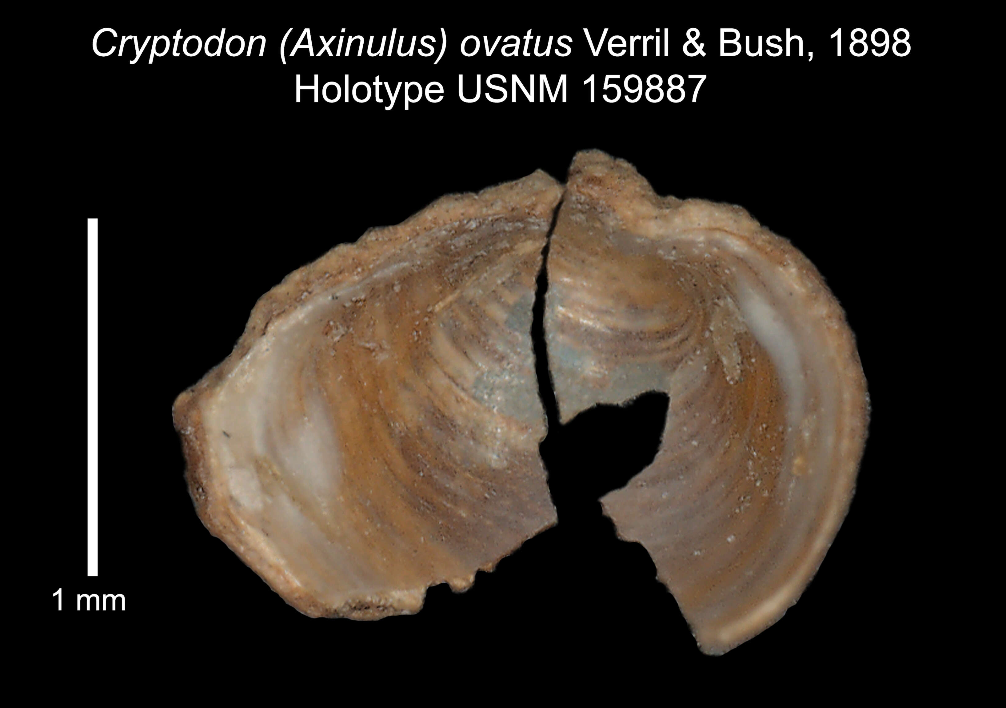 Image of Mendicula ovata (Verrill & Bush 1898)