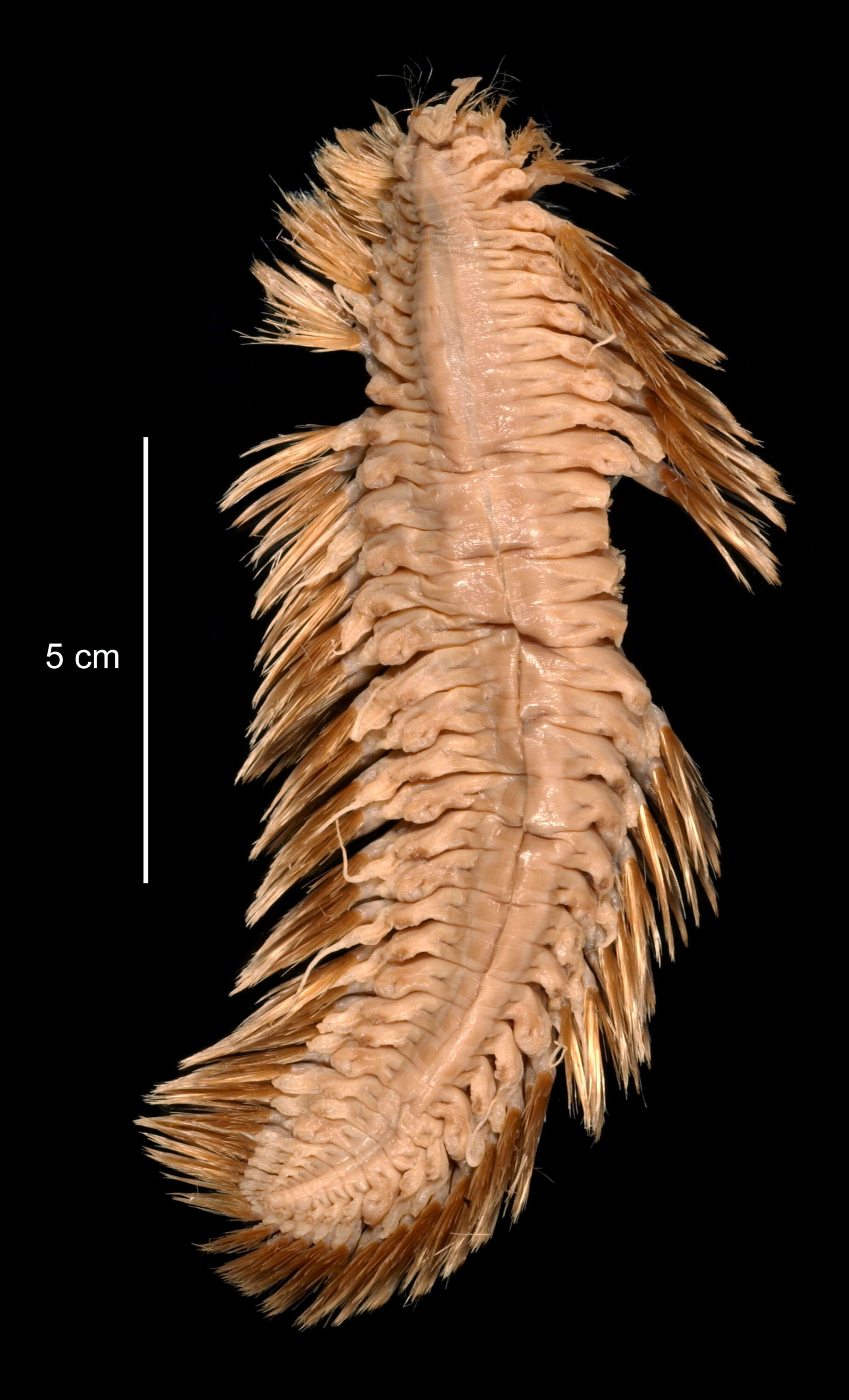 Image of Eulagisca uschakovi Pettibone 1997