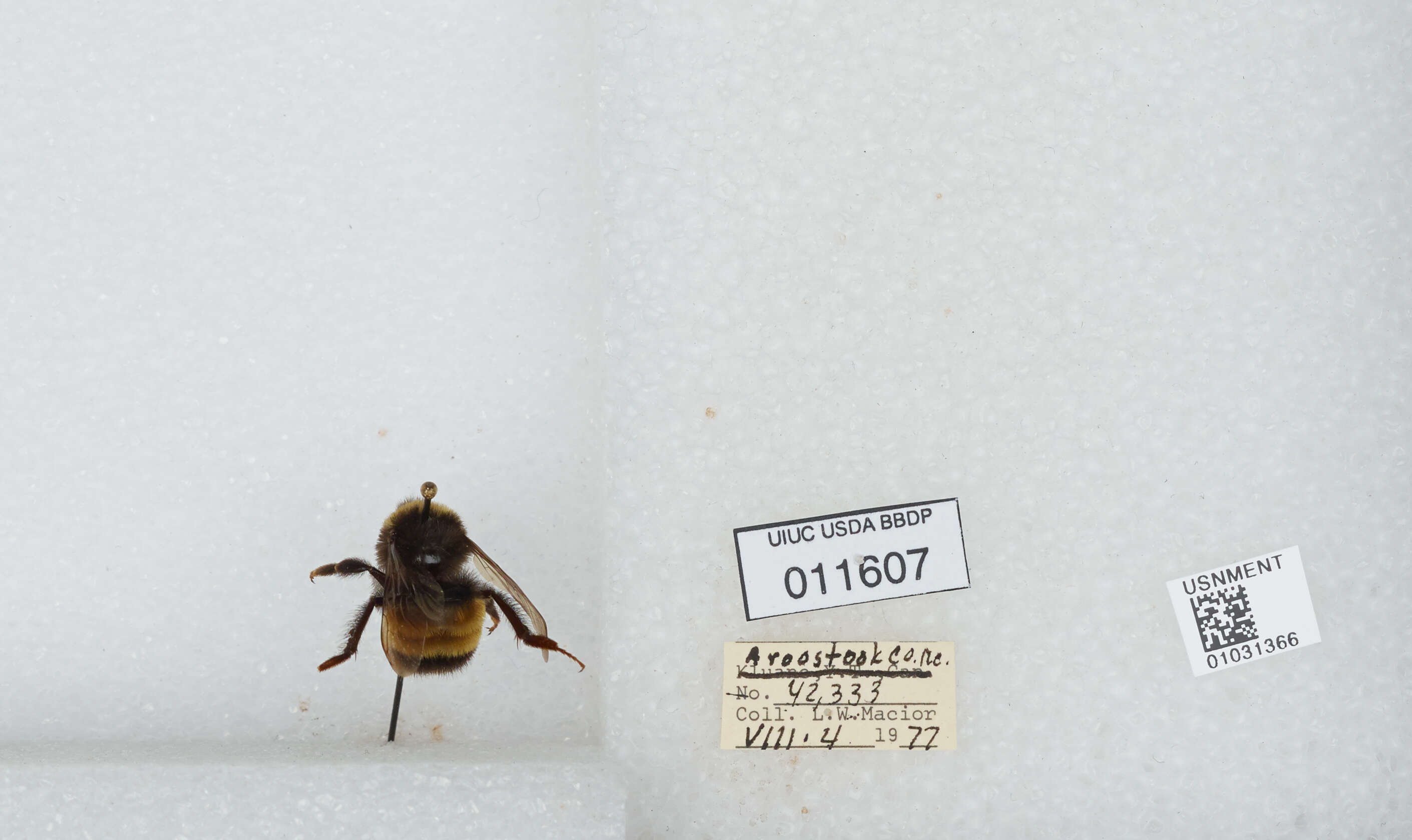 Image of Yellow-banded Bumblebee