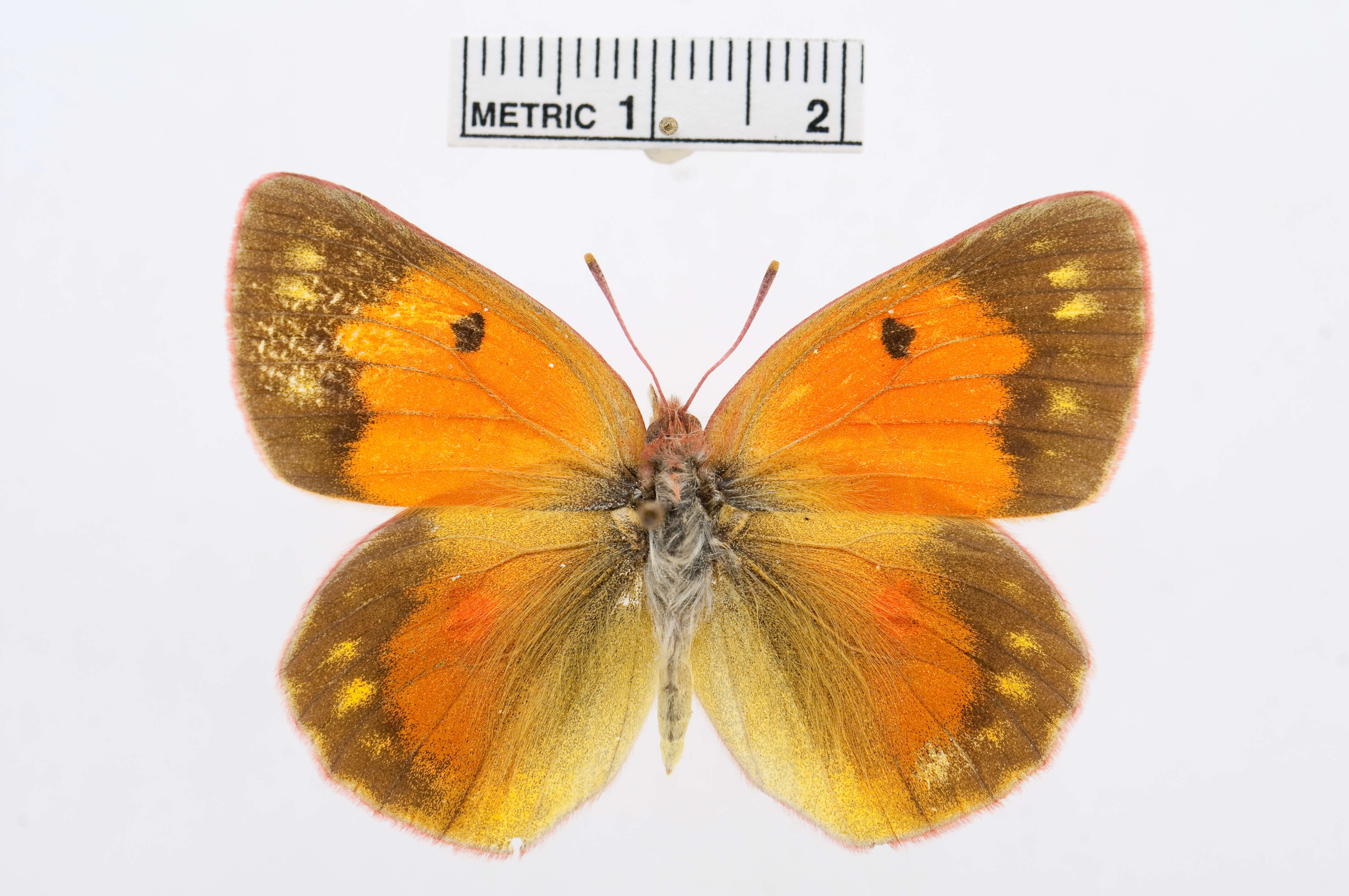 Image of Colias regia Grum-Grshimailo 1887