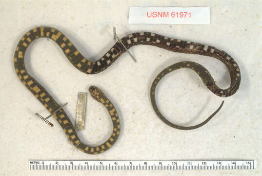 Image of Cope's Coffee Snake