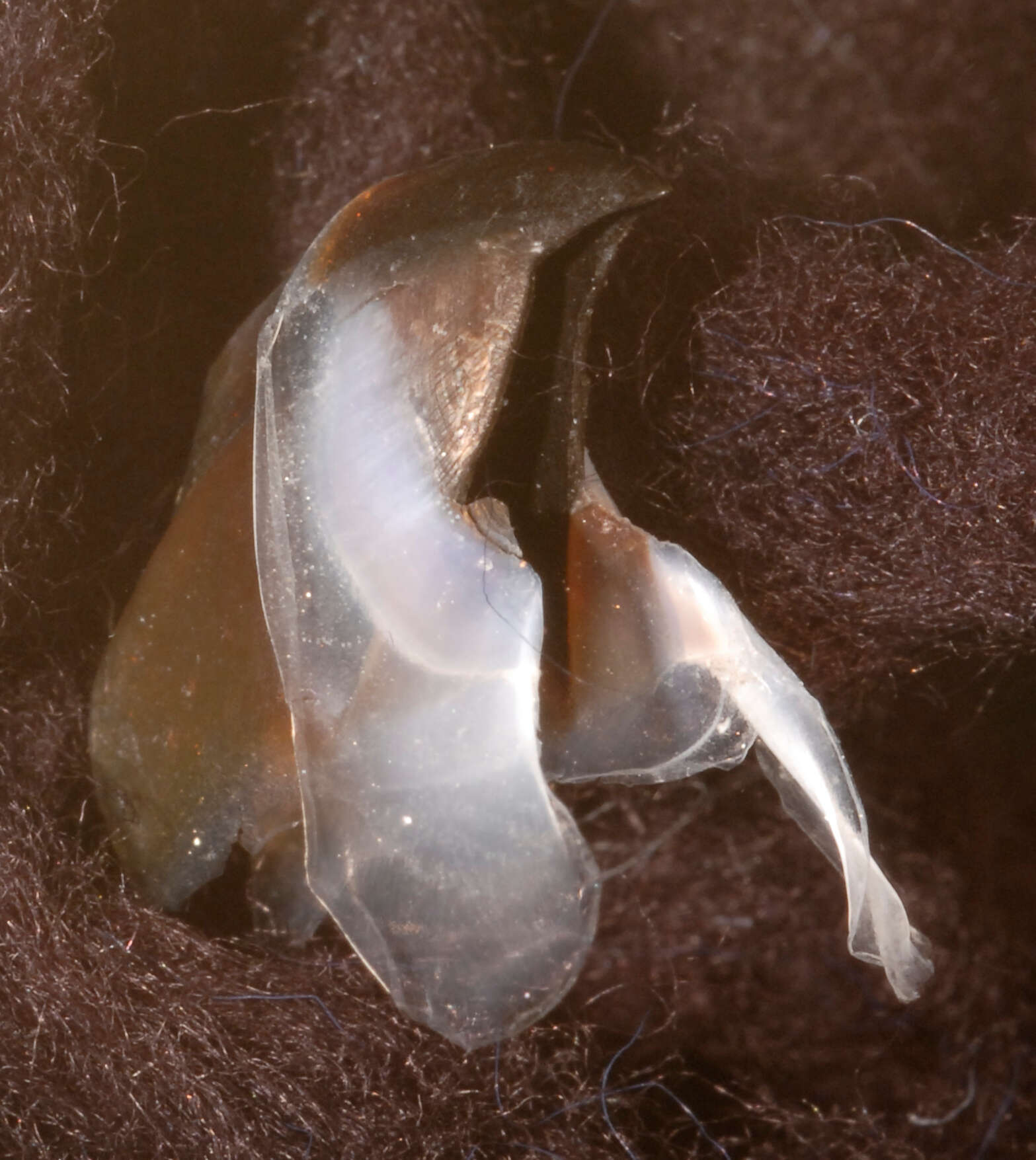 صورة Pholidoteuthis massyae (Pfeffer 1912)