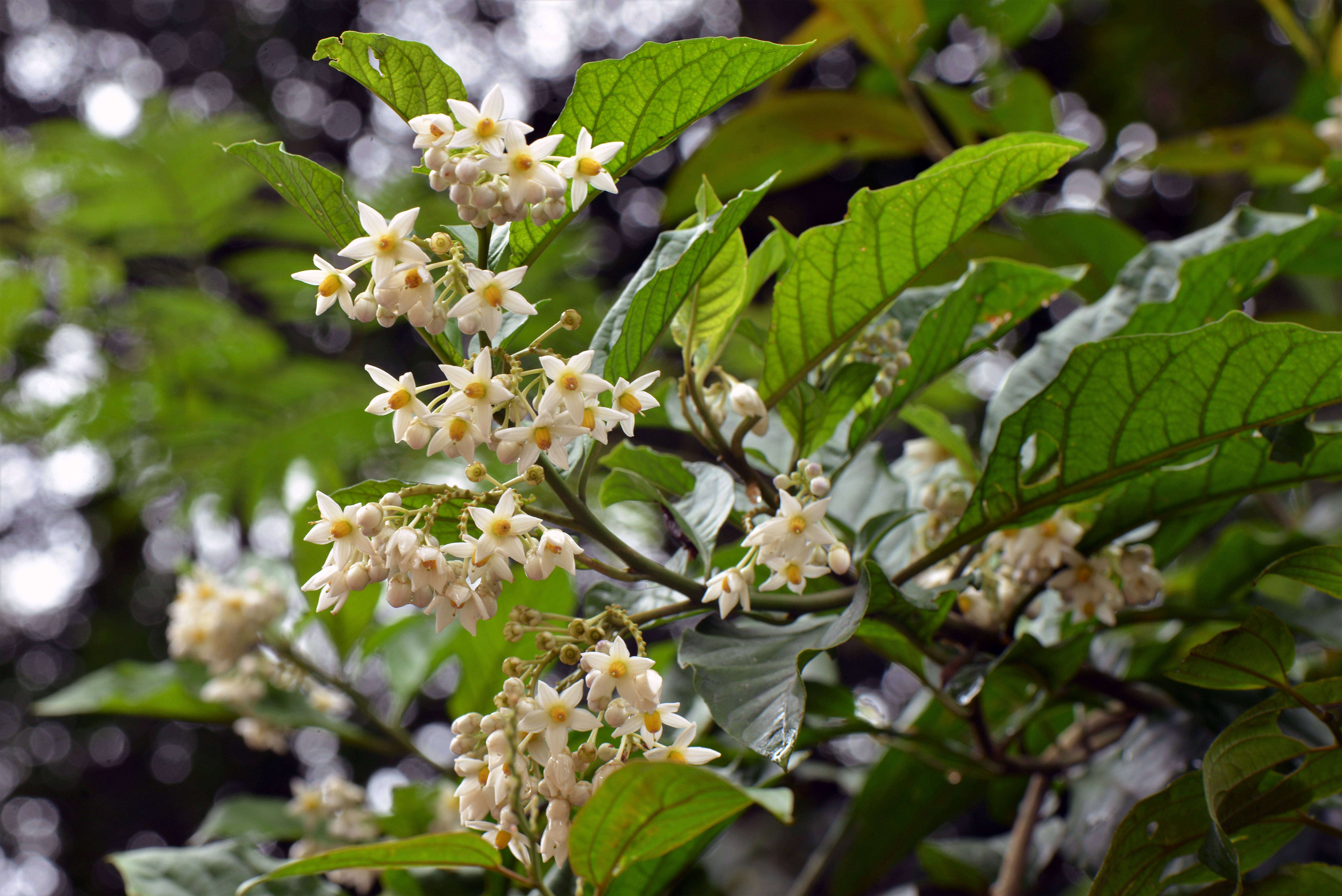 Image of Solanum L.