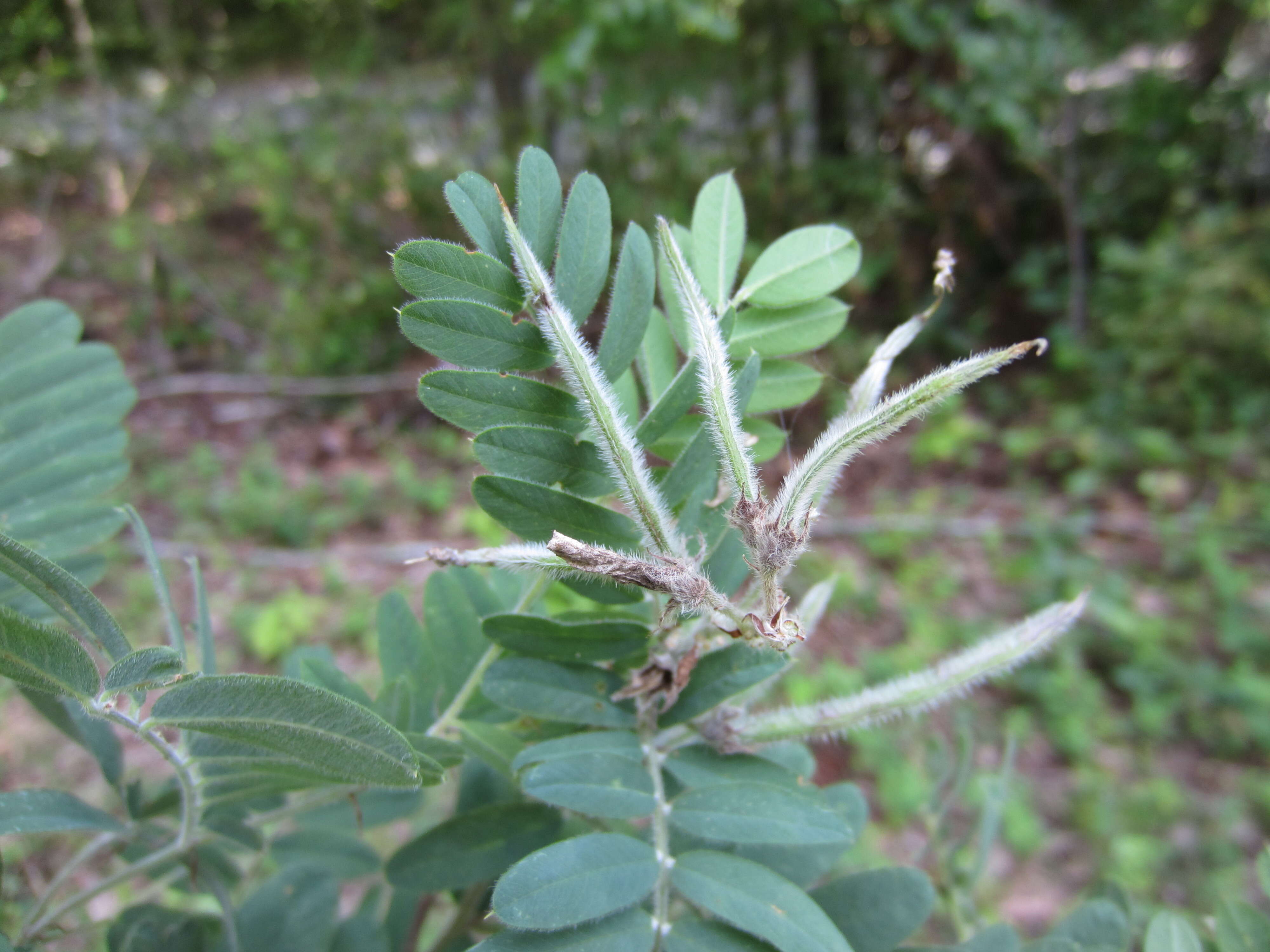 Image of Virginia tephrosia