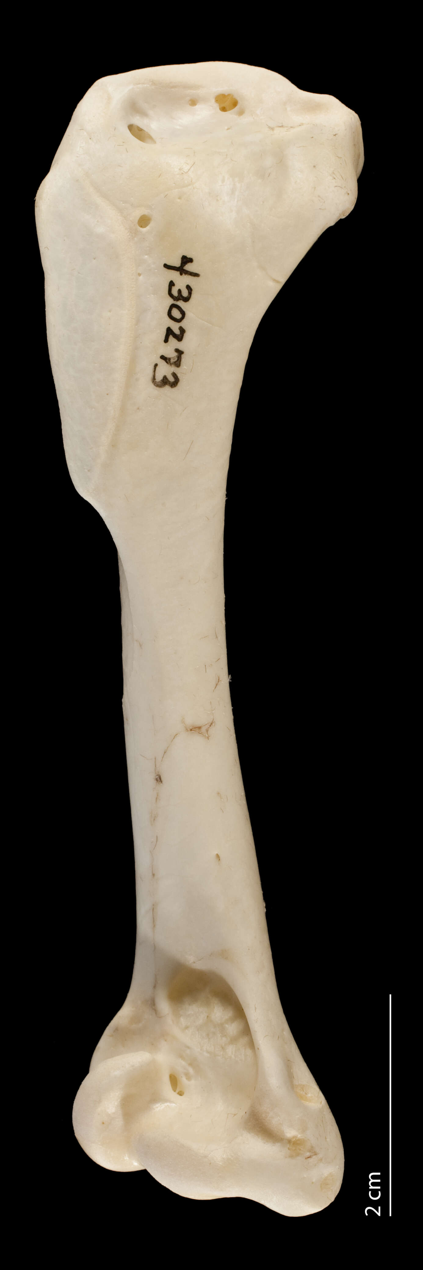 Image of Mindanao Wrinkled Hornbill