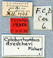 Image of Coloborhombus drescheri Fisher 1936