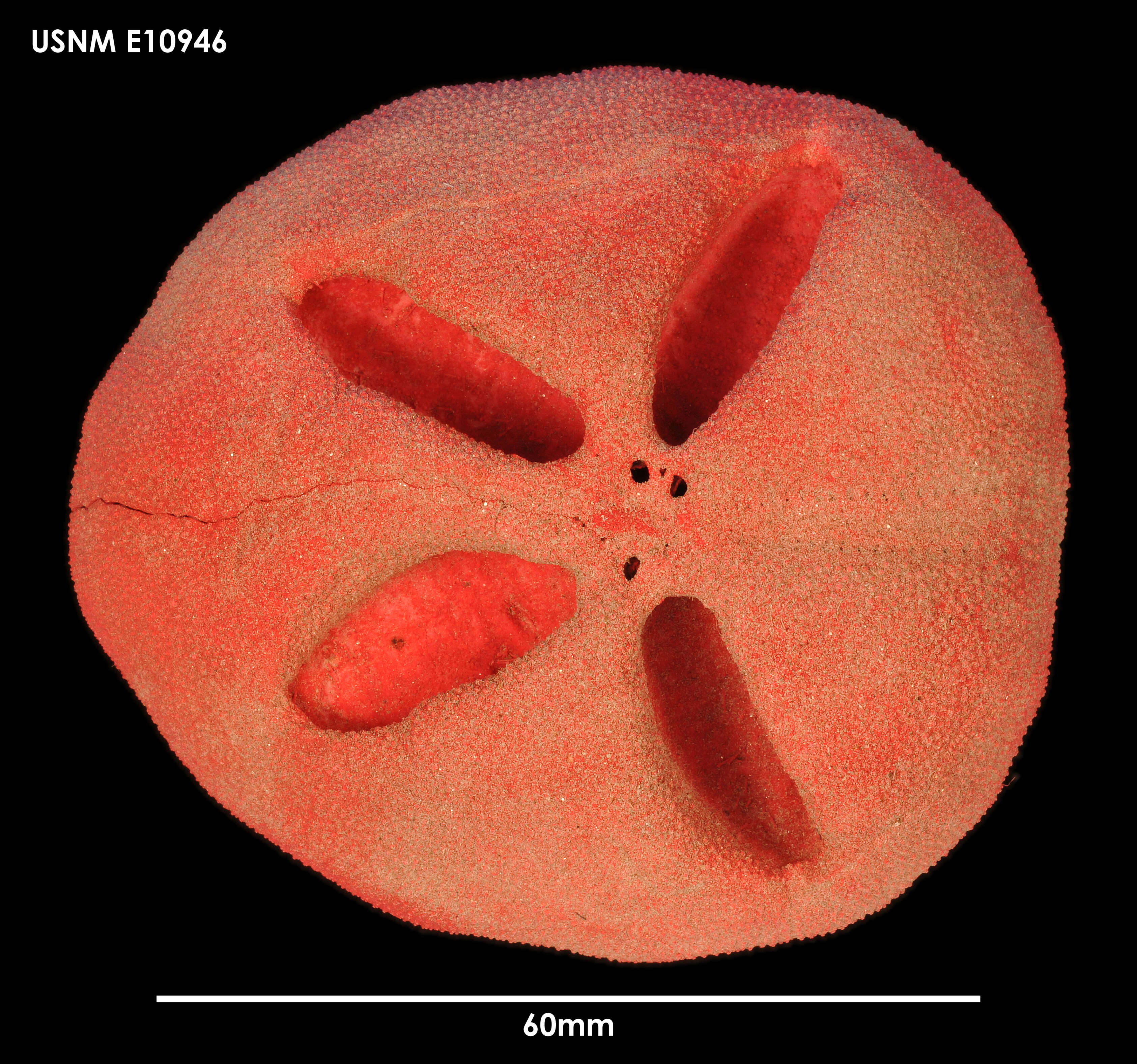 Image of Abatus koehleri (Thiéry 1909)