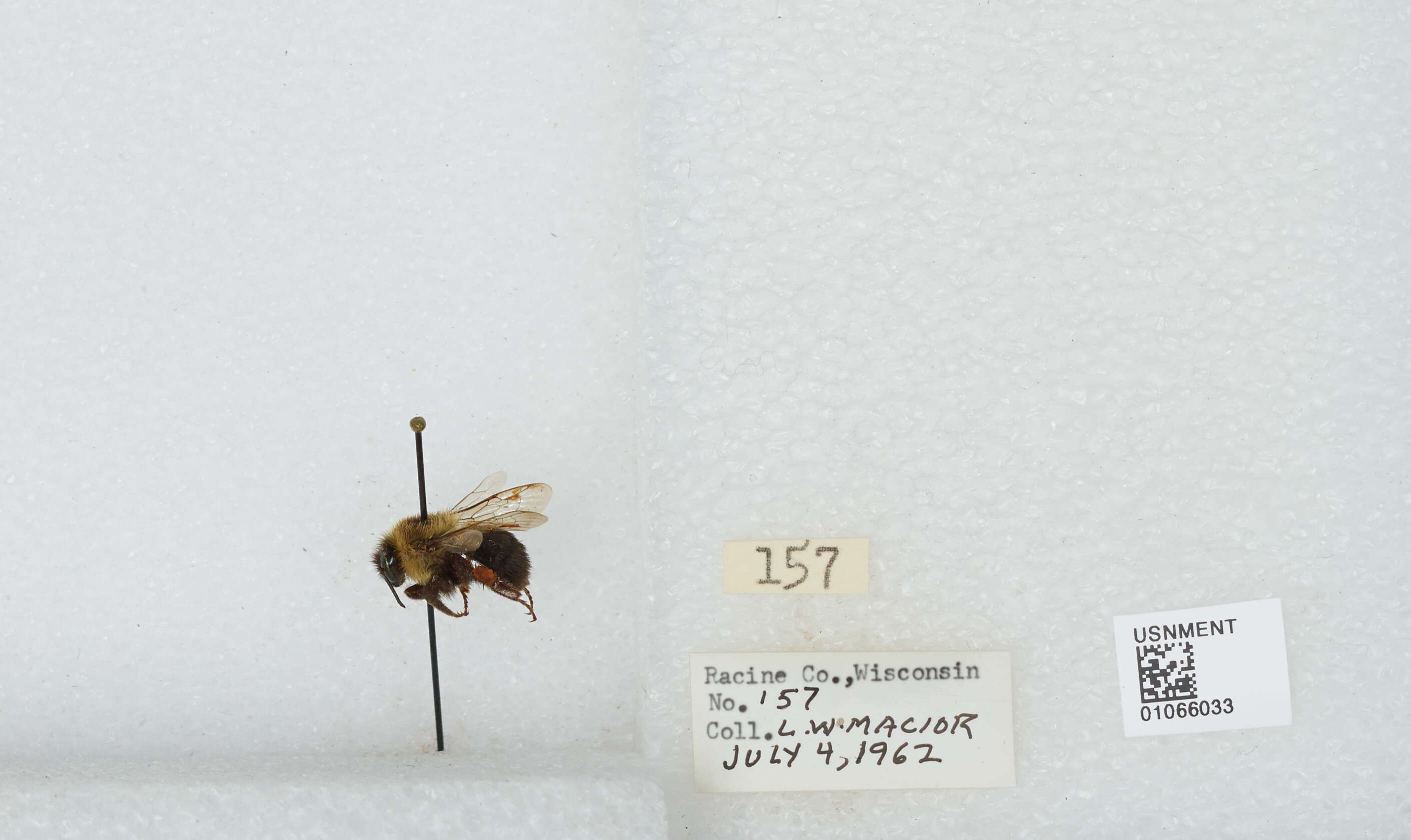 صورة Bombus bimaculatus Cresson 1864