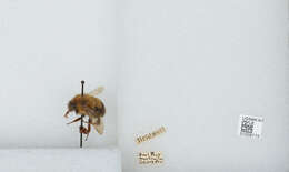 صورة Bombus bimaculatus Cresson 1864