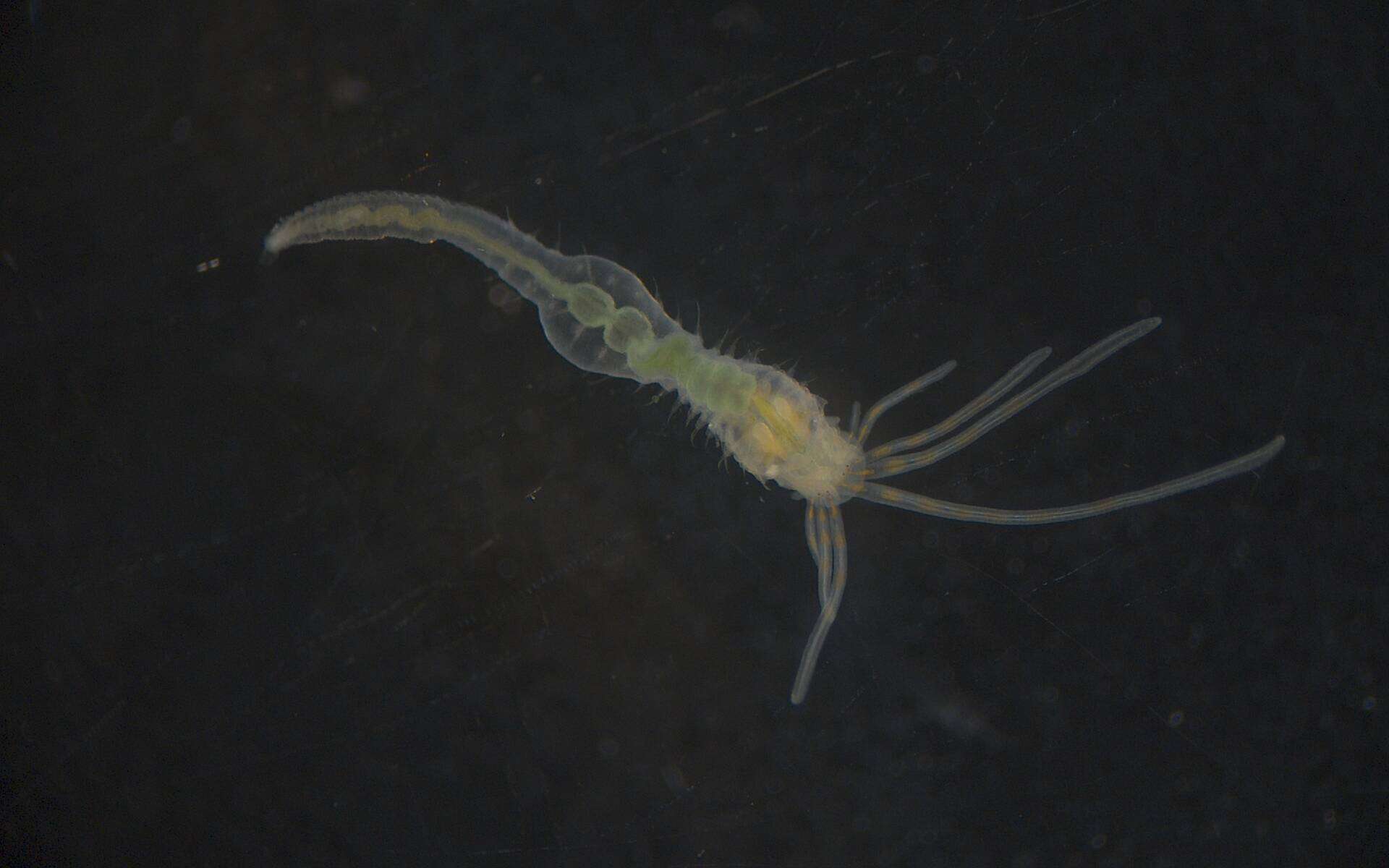 Image of Terebellidae