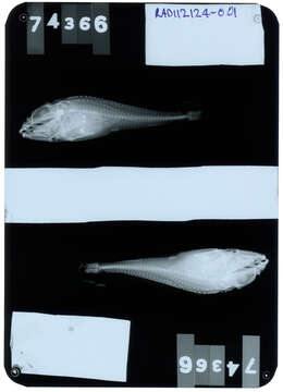 Image of Uncinate sculpin