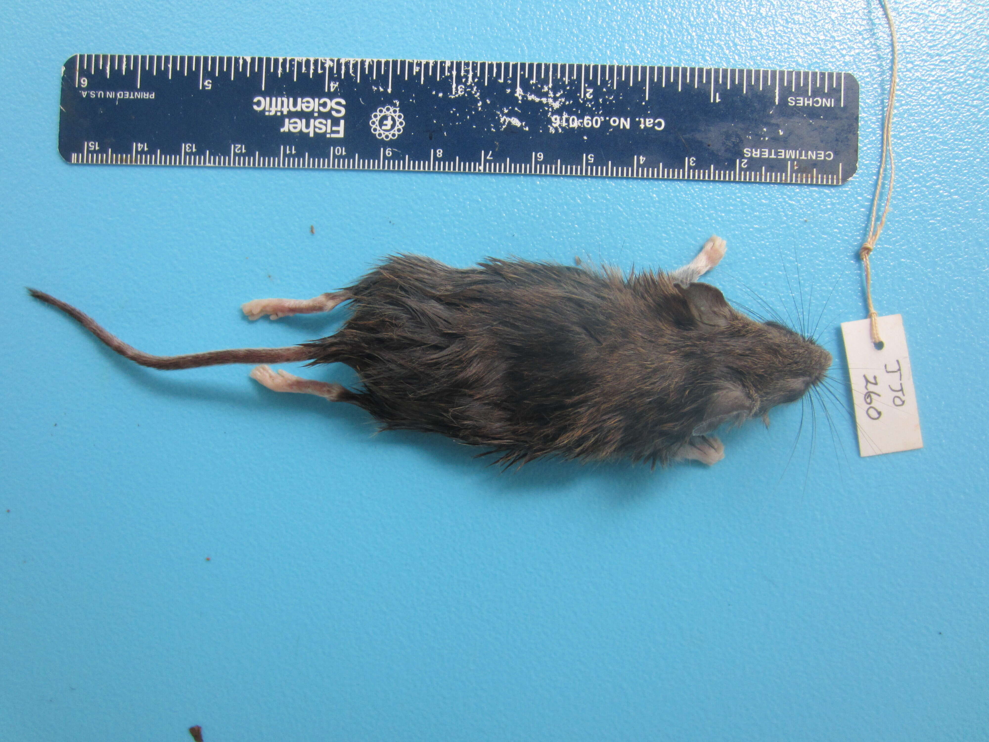 Image of White-footed Deermouse