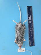 Image of Deer Mouse