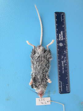 Image de Peromyscus maniculatus (Wagner 1845)