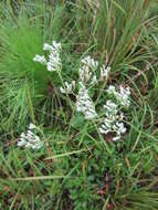 Image of rough boneset