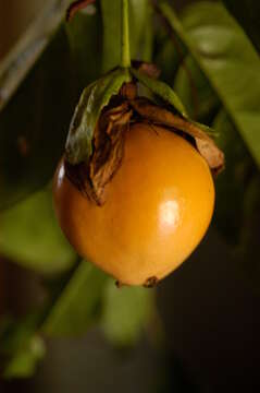 Image de Passiflora laurifolia L.