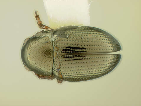 Image of Chaetocnema rileyi R. White 1996