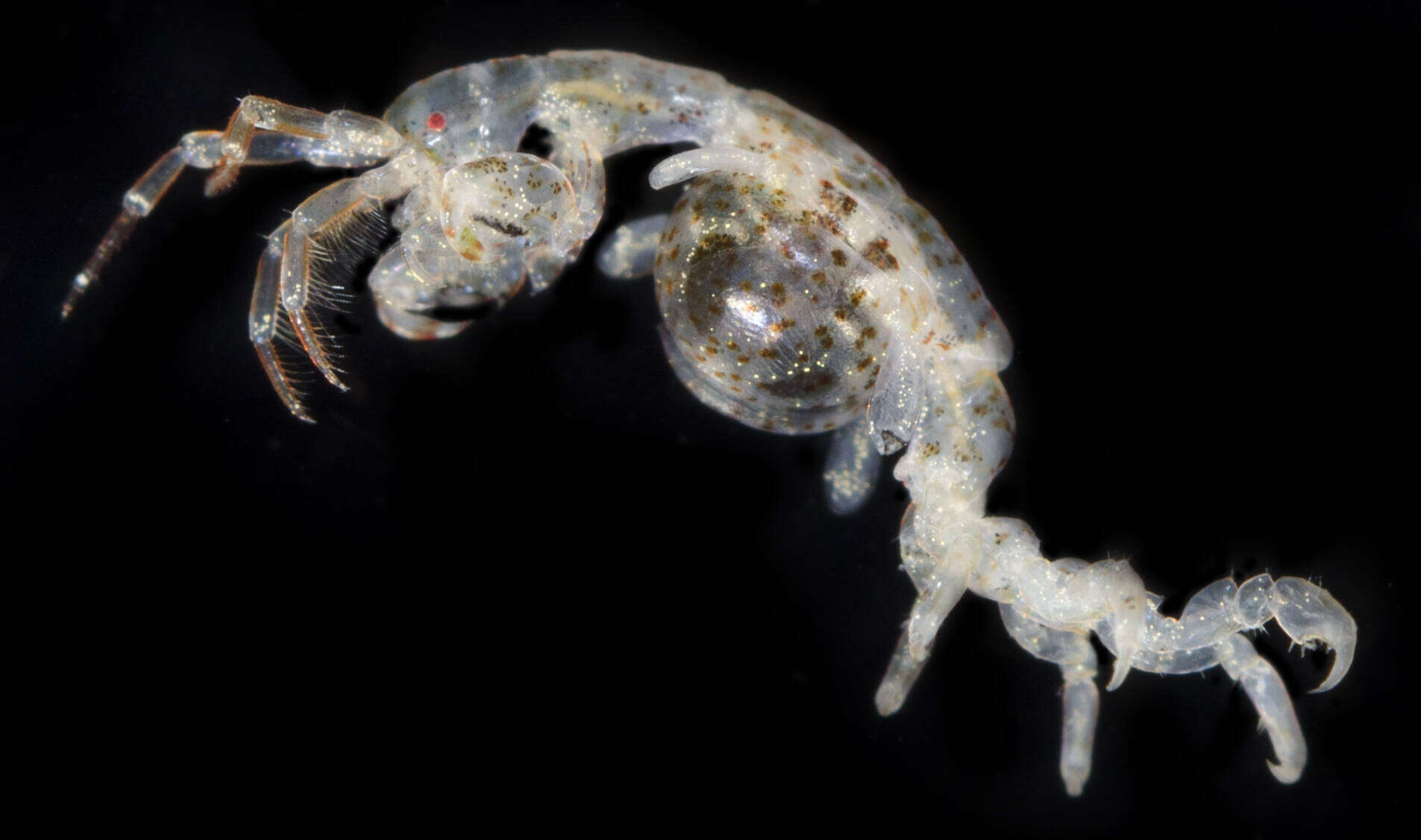 Image of Skeleton shrimp