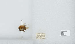 Image of Common carder bumblebee