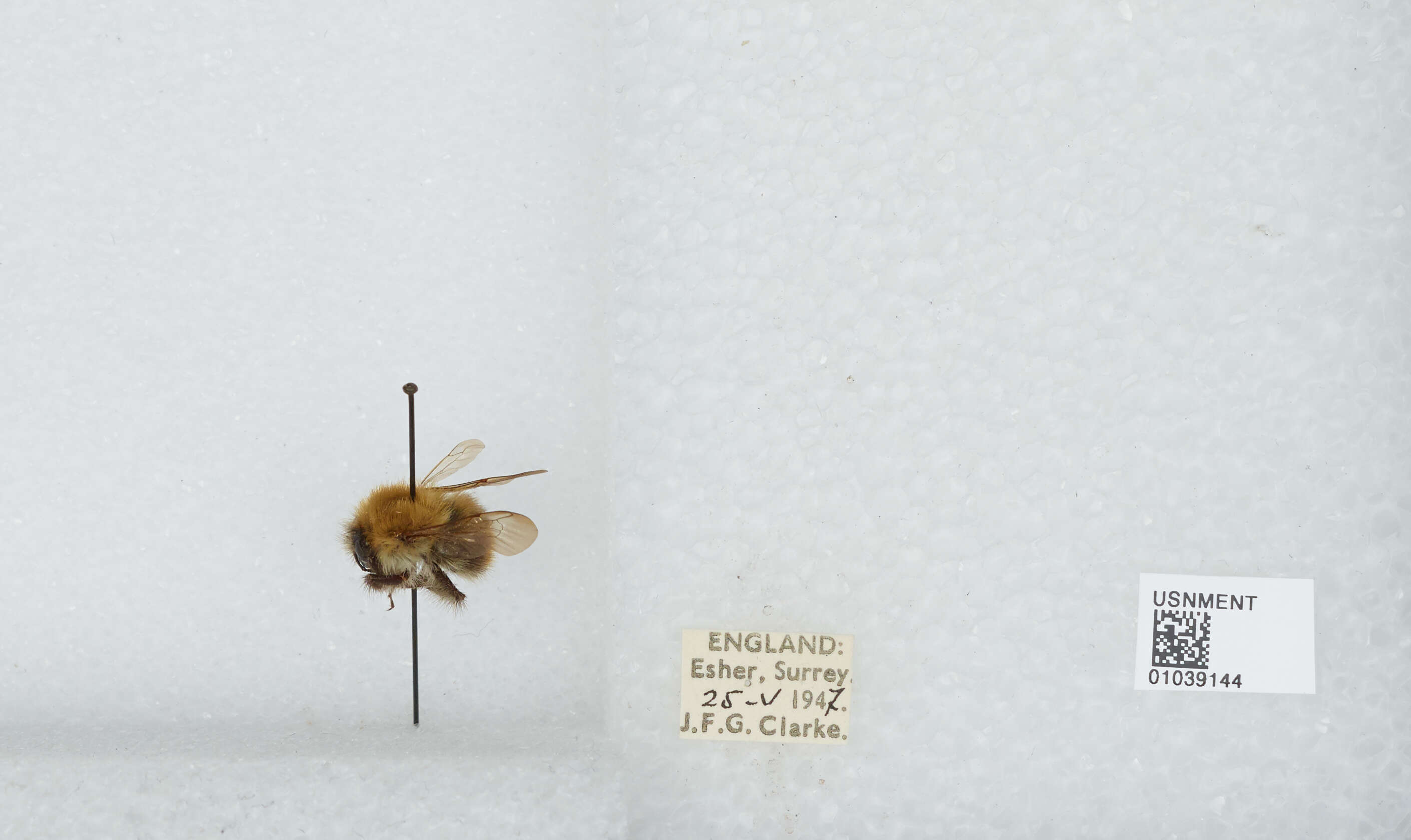 Image of Common carder bumblebee