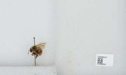 Image of Tricolored Bumble Bee