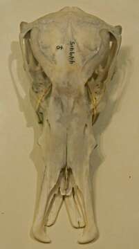 Image of platypus