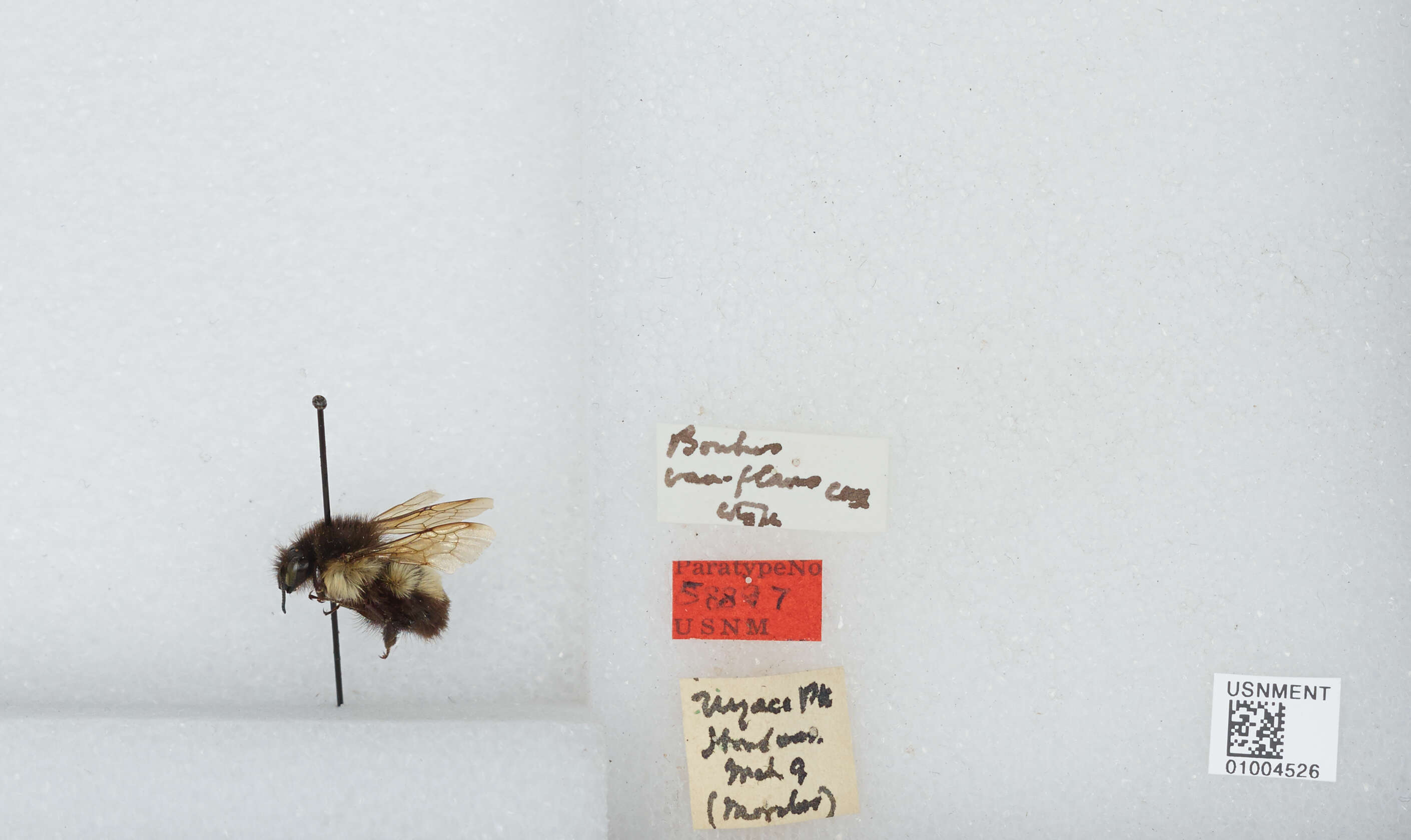 Image of Bombus ephippiatus Say 1837