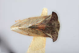 Image of Tricentrus carinatus Funkhouser 1937