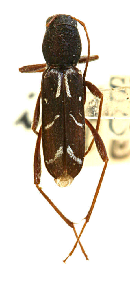 Image of Neoclytus muricatulus infans Casey 1912