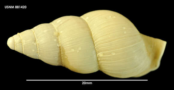 Image of Probuccinum tenuistriatum Hedley 1916