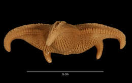 Imagem de Odontaster meridionalis (E. A. Smith 1876)