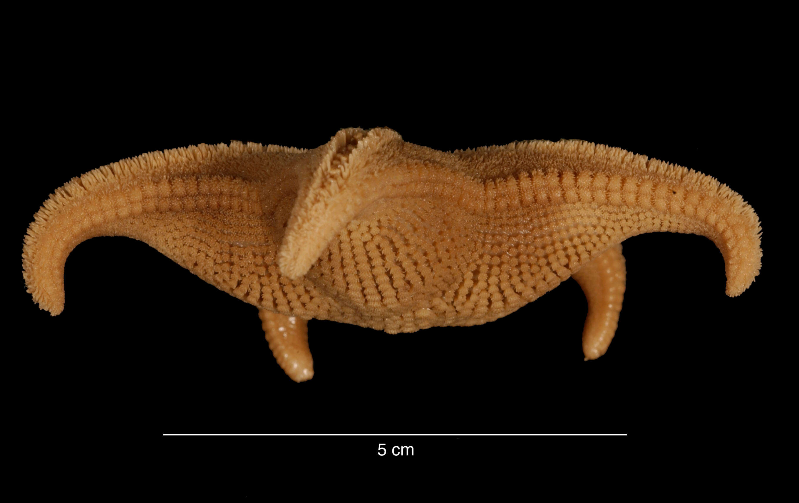 Image of Odontaster meridionalis (E. A. Smith 1876)