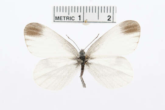 Image of Leptidea amurensis (Ménétriés 1859)