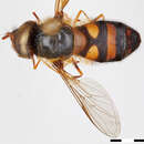 Image of Syrphus dalhousiae Ghorpade 1994