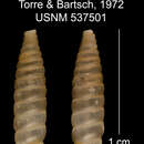 Plancia ëd Liocallonia chinensis C. Torre & Bartsch 1972