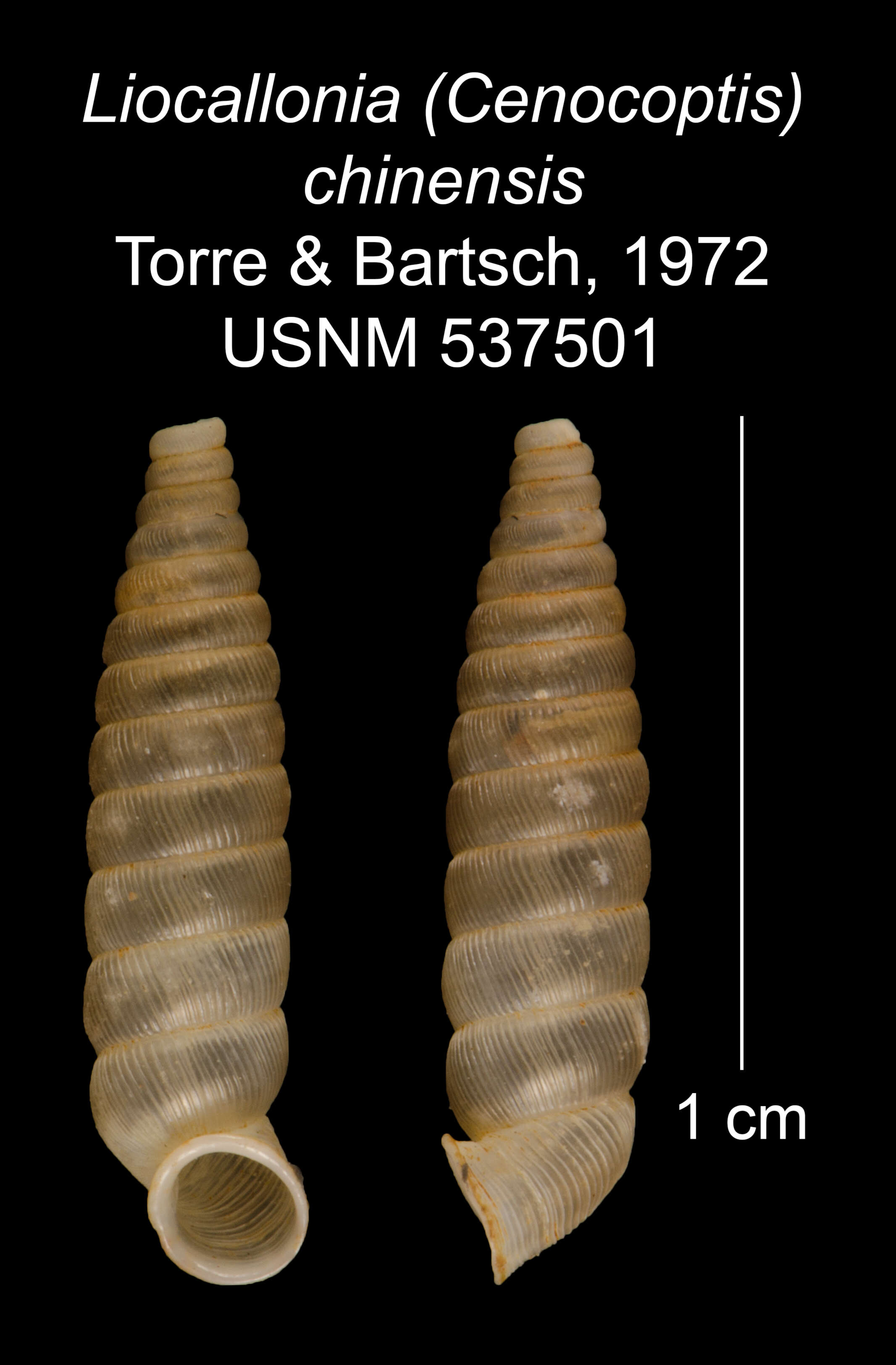 Plancia ëd Liocallonia chinensis C. Torre & Bartsch 1972