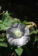 Image of whiteedge morning-glory