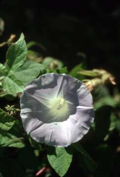 Image of whiteedge morning-glory