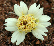 Image de Tridax procumbens L.