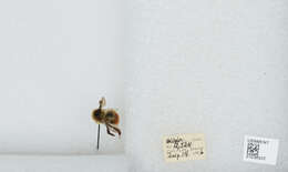 Image de Bombus sylvicola Kirby 1837