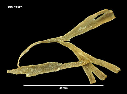 Image of Filaguria spatulata (Calvet 1909)