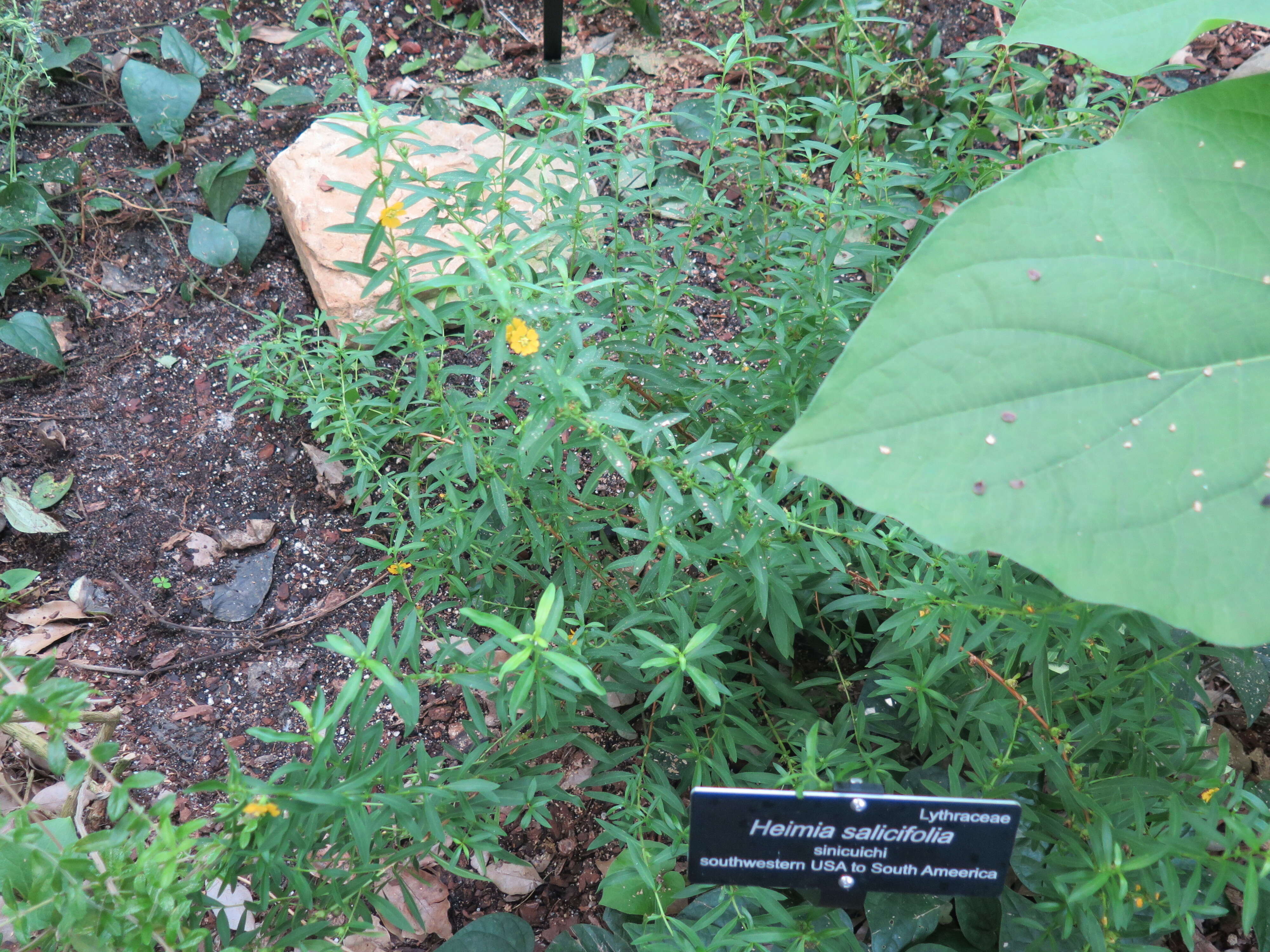 Image of shrubby yellowcrest