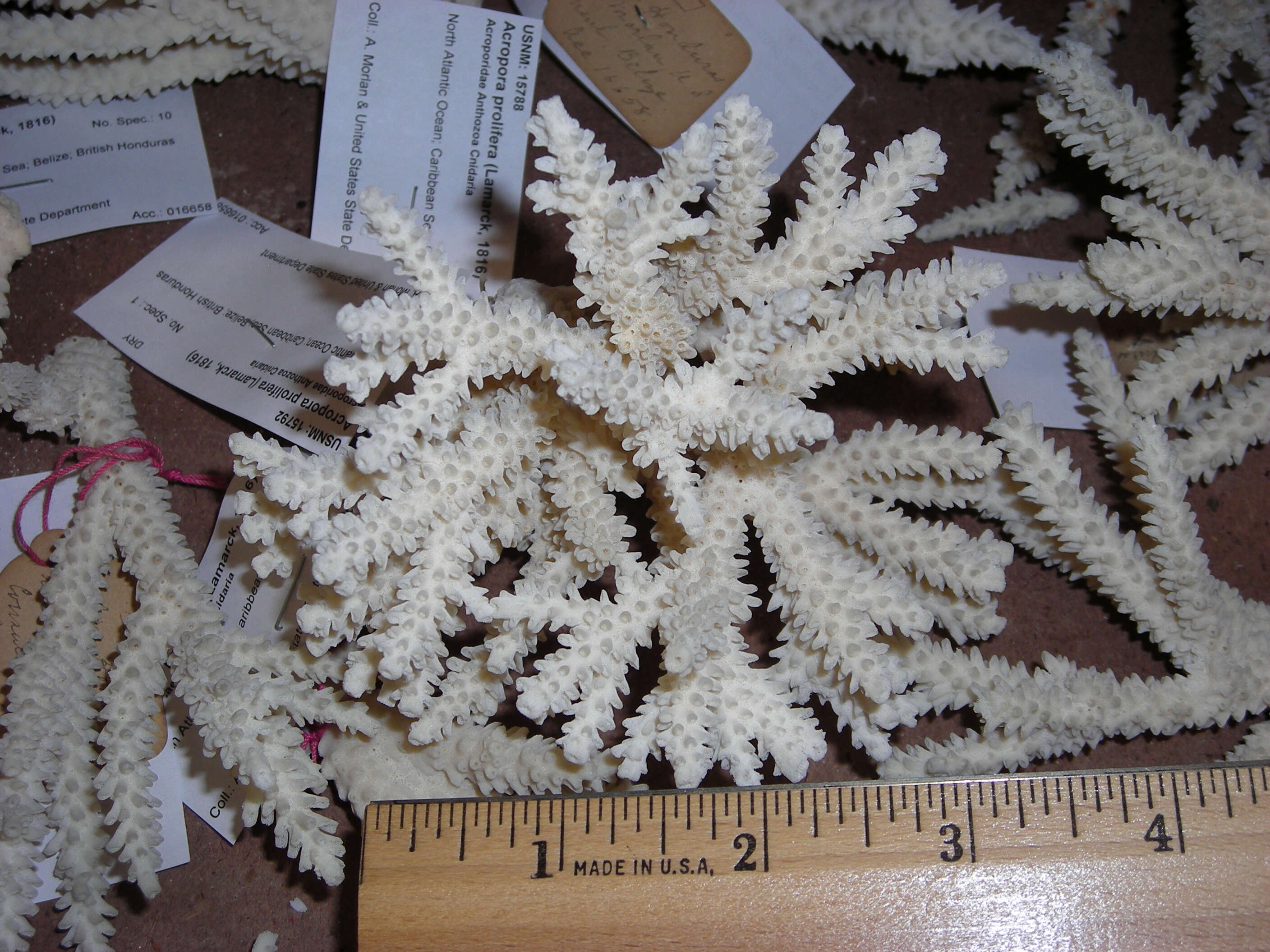 Image of Eight-ray finger coral